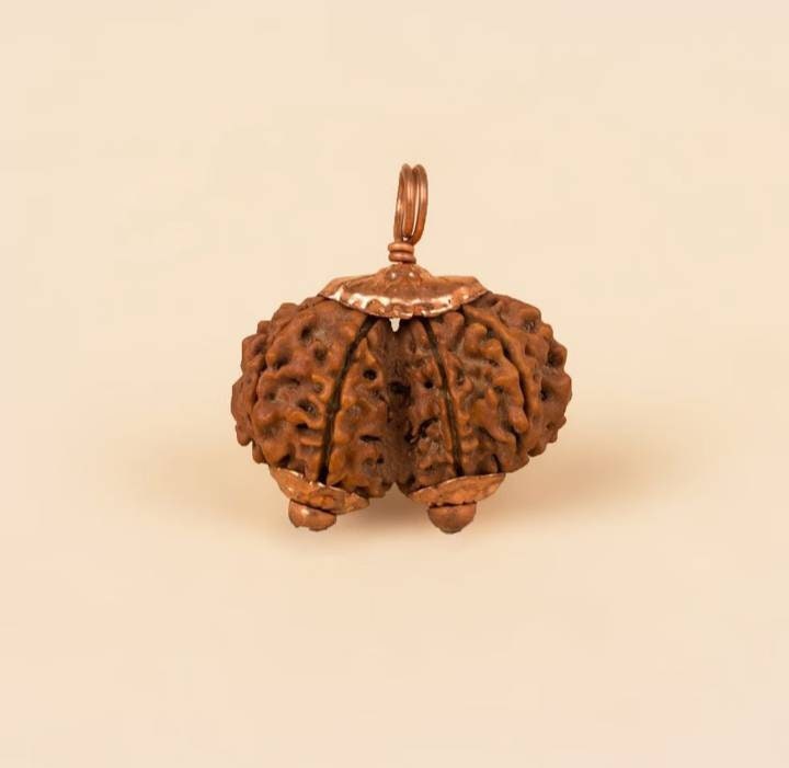Consecrated Gauri Shankar Rudraksha