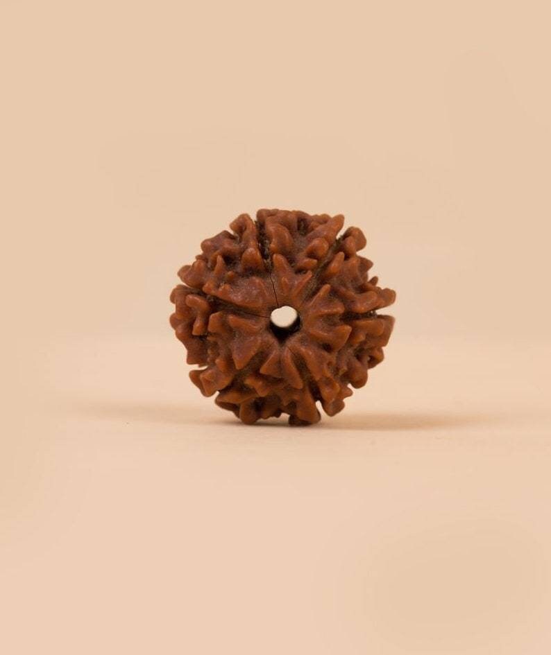 Isha 6 Face Rudraksha Bead, Consecrated Shanmukhi for Children