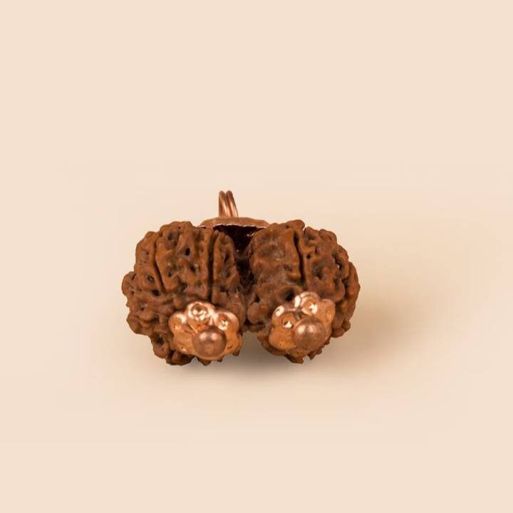 Consecrated Gauri Shankar Rudraksha