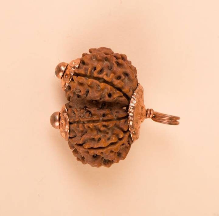 Consecrated Gauri Shankar Rudraksha