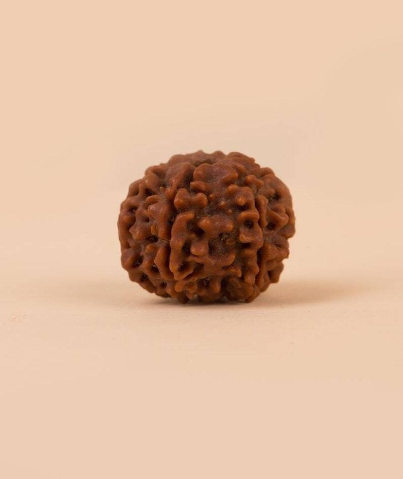 Isha 6 Face Rudraksha Bead, Consecrated Shanmukhi for Children
