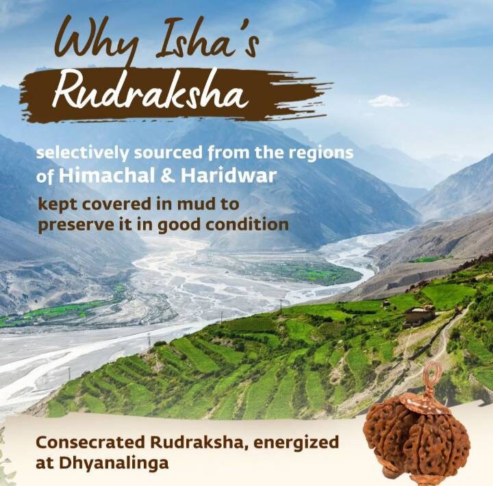 Consecrated Gauri Shankar Rudraksha